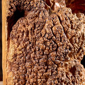 10 Vietnamese Wood Bodhidharma Statue In Burl Wood C