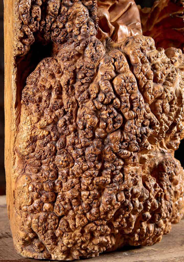 10 Vietnamese Wood Bodhidharma Statue In Burl Wood C